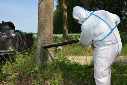 Ein Mitarbeiter der Stadt saugt ein Raupen-Nest ab